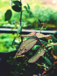 Close-up of insect on plant