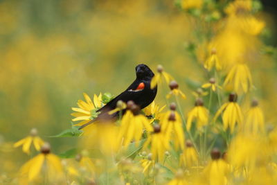 Close-up of bird perching on yellow flower