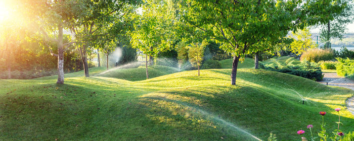 Trees in park