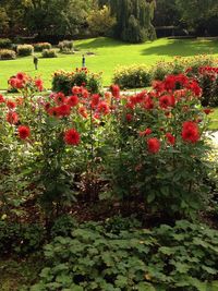 Red poppy flowers in park