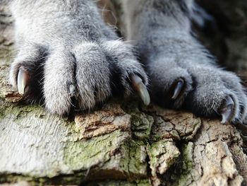 Close-up of cat relaxing