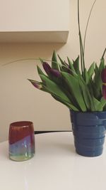 Close-up of potted plant on table