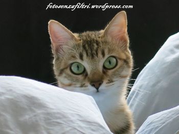 Close-up portrait of a cat