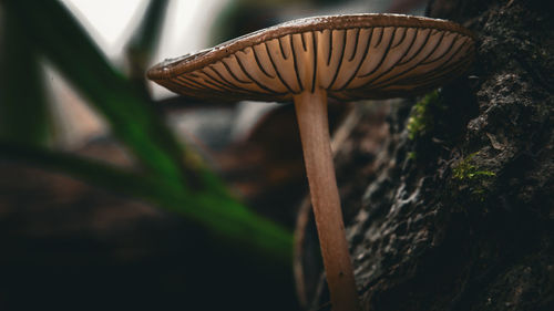 mushroom