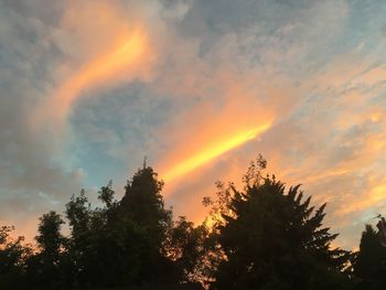 Low angle view of tree during sunset