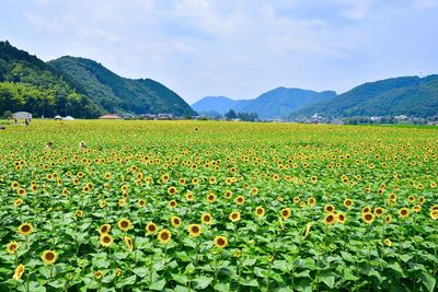 Scenic view of flowering field against sky