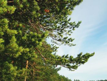 Low angle view of tree against sky