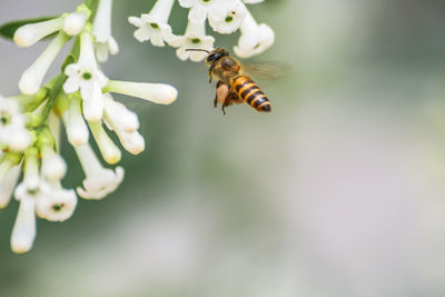 Close-up of bee pollinating on flower