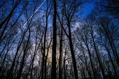 Low angle view of bare trees in forest