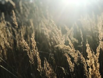 Close-up of plants on snow covered field against bright sun