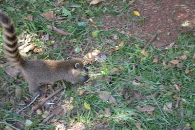 Squirrel on field