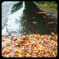 Fallen leaves in pond