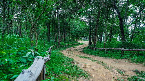 Footpath amidst trees in forest