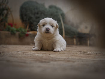 Portrait of dog