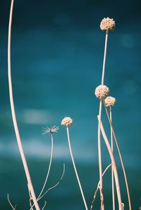 Close-up of flowers against blue sky