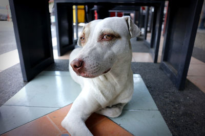 Portrait of dog relaxing on floor at home