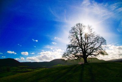 Bare tree on landscape against blue sky