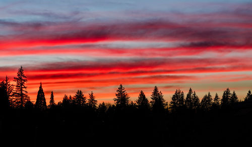 Silhouette of trees during sunset