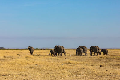 Horses grazing on field against clear blue sky