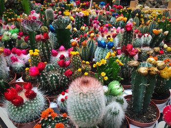 Close-up of multi colored flowers on cactus at market