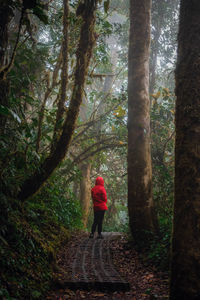 Rear view of man walking in forest