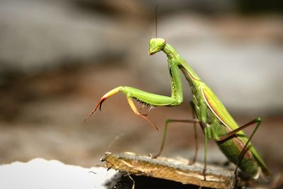 Close-up of praying mantis on wood