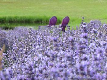 Close-up of purple flowers blooming in field