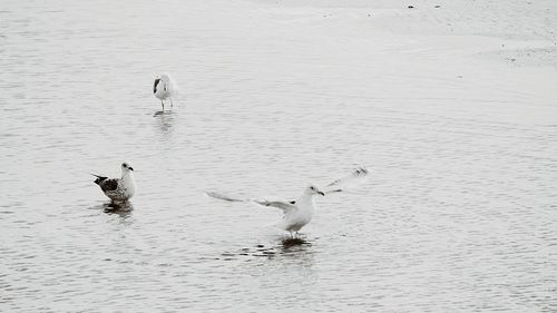 Bird in water