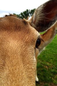 Close-up of cropped animal head