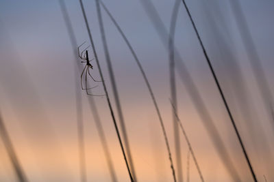 Close-up of spider against sky during sunset