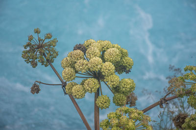 Low angle view of flowering plant against sky