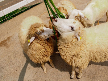 High angle view of sheep