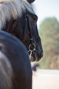 Close-up of horse in ranch