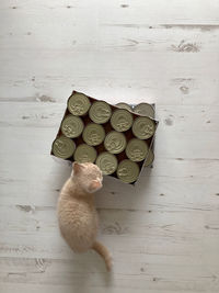 A view taken from above of a cute cream-coloured british shorthair kitten sniffing cans of food 