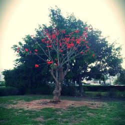 Close up of red flowers growing on tree