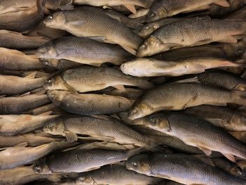 Full frame shot of fishes in market for sale