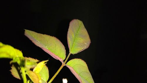 Close-up of plant against black background
