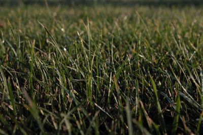 Full frame shot of crops growing on field