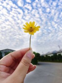 Close-up of hand holding yellow flower against sky