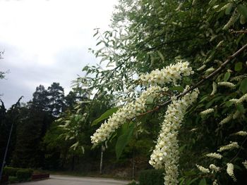White flowers growing on tree