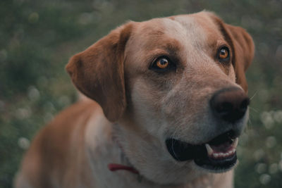 Close-up of dog looking up on field