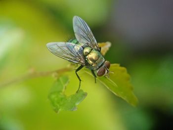 Close-up of fly on leaf