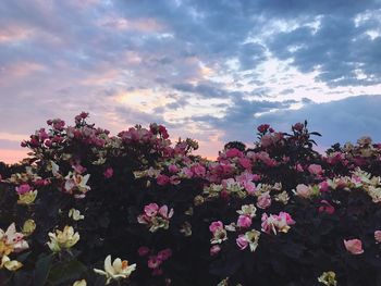 Close-up of pink flowers blooming against sky