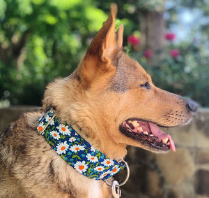 Close-up of a dog looking away