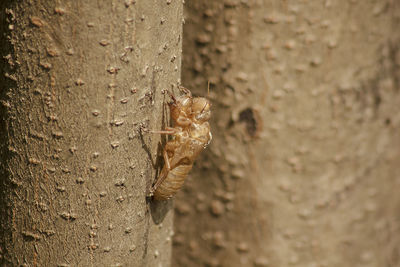 Close-up of insect on tree trunk against wall