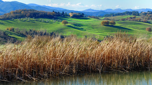Scenic view of agricultural field against sky