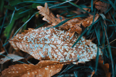 Close-up of dry leaves on grass