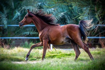 Side view of horse running on grass