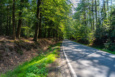 Road amidst trees in forest