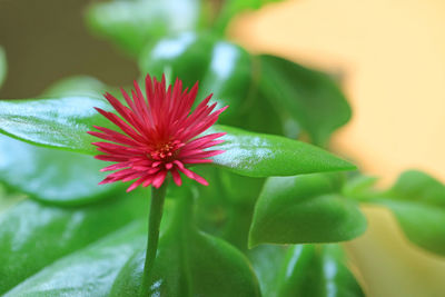 Close-up of red flowering plant